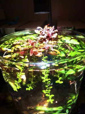 Emerzní vršky plevuňky