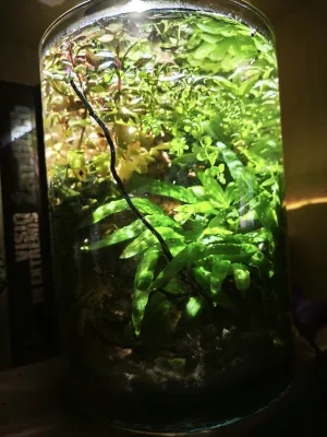 Microsorium začíná dominovat 