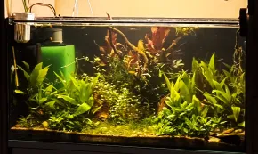 HF