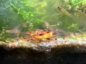 Vařená mrkev krevetkám chitná