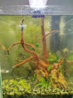 Aquael shrimp set 20