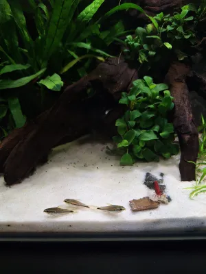 Pohoda pri svačinke :)