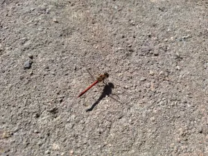 Vážka obecná (Sympetrum vulgatum)