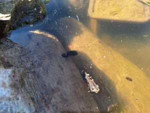 Okružák ploský (Planorbarius corneus)