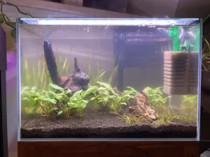 Foto 4.11., nálevník + slizové povlaky