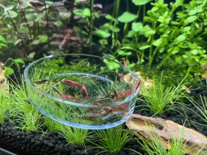 Krmení divé zvěře II.