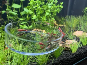 Krmení divé zvěře I.