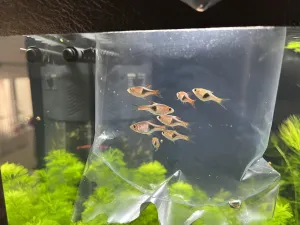 Razbora klínoskvrnná