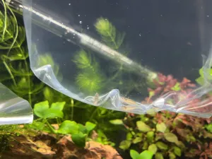 Poschovávané japoniky