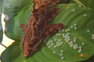 Sturisomí samec střeží jikry.
