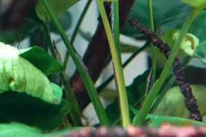 Kolik vidíš Farlowell?