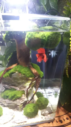 Rasokoule nechteji dolu