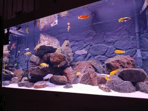 "Hora Osudu II" Malawi