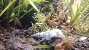 Spirála maká a Vrták se kamsi vrtá