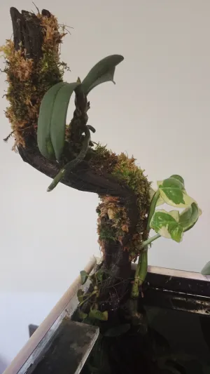 Roh akvária s trčícím kořenem a orchidejí