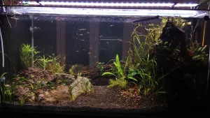 Zadní strana po měsíci a s prvními rybičkami