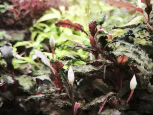 Bucephalandra Lamandau