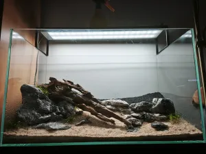 Sázení kryptokoryny parva