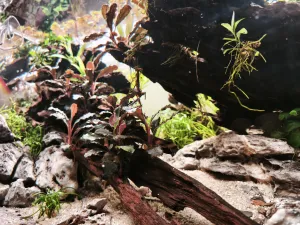 How deep the rabbit hole goes