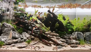 Týden od založení