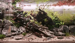 Dvanáctý den od založení