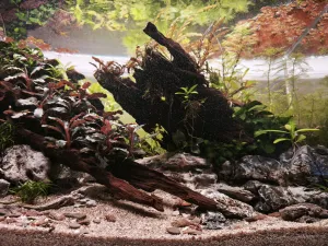 Odraz anubiasu, rotaly, hygrophily a hottonie na hladině