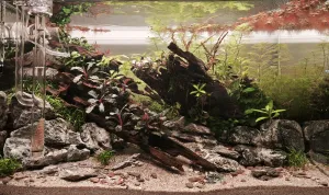 Dva týdny od založení