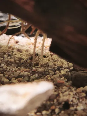 ... žije v akváriu od založení