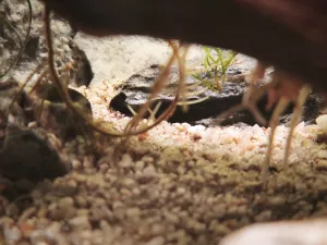 Najdi pancéřníčka...