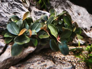 Bucephalandra Theia red