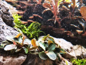 Bucephalandra Theia red a Mini red