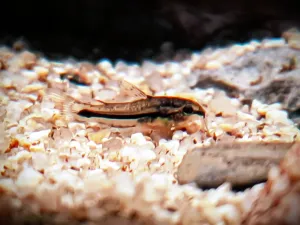 Největší pancéřníček už má dospělácký proužek na boku