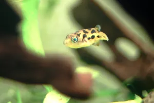 Carinotetraodon travancoricus