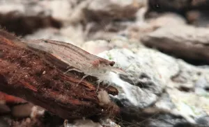 Caridina multidentata "japonika" při práci