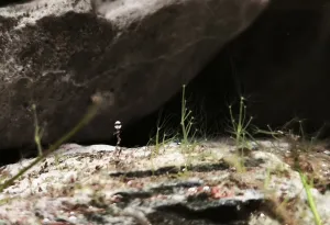 Hydra viridissima (Nezmar zelený) taky při práci