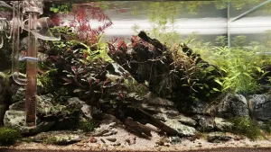 Šest týdnů od založení