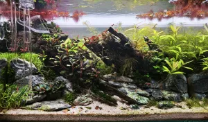 Sedm týdnů od založení