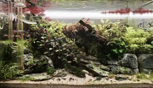 Osm týdnů od založení