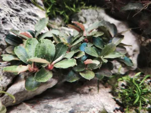 Modré listy Bucephalandry Theia Red