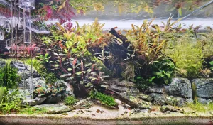 Devět týdnů od založení