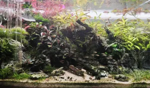 Dvanáct týdnů od založení 