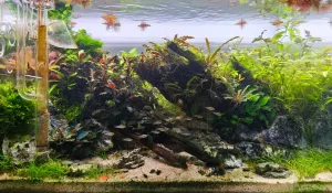 Třináct týdnů od založení