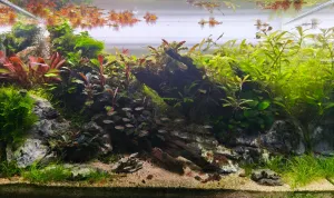 Čtrnáct týdnů od založení