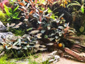 Hejno pancéřníčků