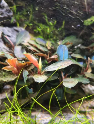 Kvetoucí Bucephalandra Theia