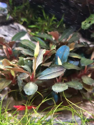 Bucephalandra Theia Red