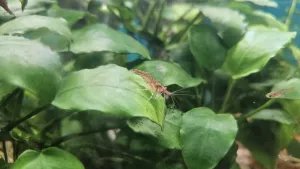 Přechodný stupeň mezi červenou a divokou variantou. Barva se ztrácí a začínají se objevovat pruhy.