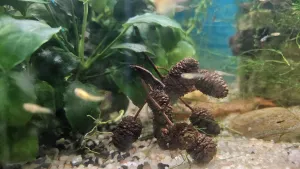 Neocaridina davidi var. "Chocolate" je na šišce prakticky neviditelná.