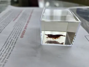 Během podrobné zdravotní kontroly se na svět začali drát pulci.