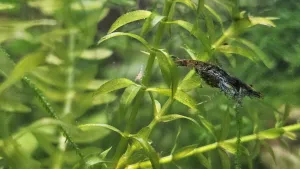 Vyselektovalo se mi několik namodralých krevetek (Neocaridina var. Cibulák) ačkoliv jsem neměl žádnou, která by se modré jen vzdáleně podobala.